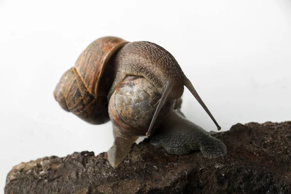 Crawling and kissing snails — Stock Photo, Image