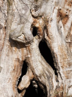 Yaşlı bir ağacın gövdesi.