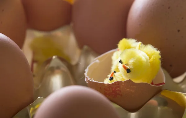 Pintainho recém-nascido com sua família ainda em ovos — Fotografia de Stock