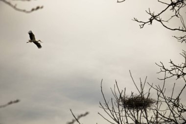 Leylek yuvasına uçan