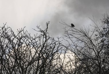 Bir dal üzerinde yalnız kuş