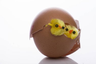 Genç yapay chicklings