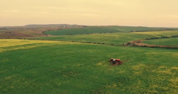 夏の作物の小麦畑を散布する農業トラクター — ストック動画
