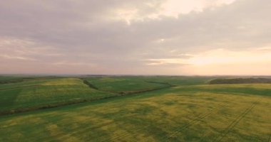 Hava video traktör ekipman döllemek sprey tarım kanola kırpma bitki alanı yakınındaki ormanda günbatımı