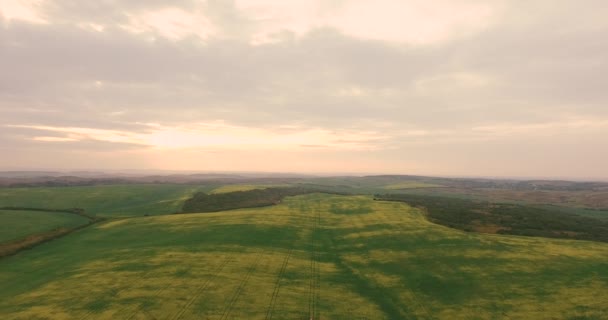 Mezőgazdasági traktor permetezés a növény nyári repce mező. Légifelvételek — Stock videók