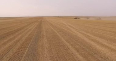 Bırakarak teker teker hasat biçerdöverler