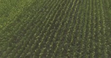 Hava video. Bir alanın Mısır üzerinde uçuş