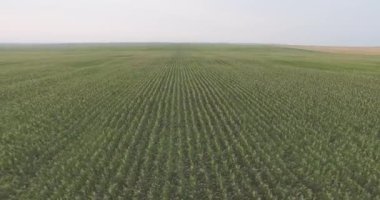 Bir alanın Mısır üzerinde uçuş