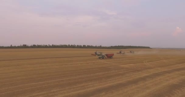 Drei Mähdrescher auf dem Erntefeld aus der Luft — Stockvideo