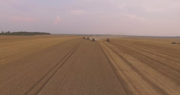 Tres cosechan trigo — Vídeos de Stock