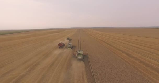 Luchtfoto schot. Drie combineert oogst verlaten één voor één — Stockvideo