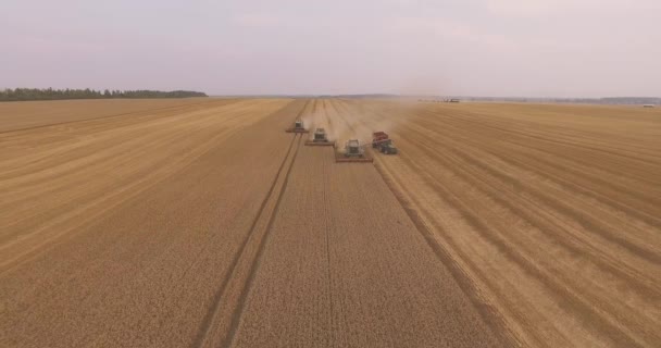 Combineren oogstmachine werken in een veld bij zonsondergang — Stockvideo