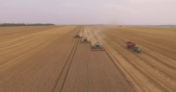 Kombinovat sklízeč Shromažďuje pšeničné plodiny — Stock video