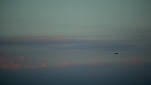 Mouette volante un fond de mer à Arona. Italie. août 2015 — Video