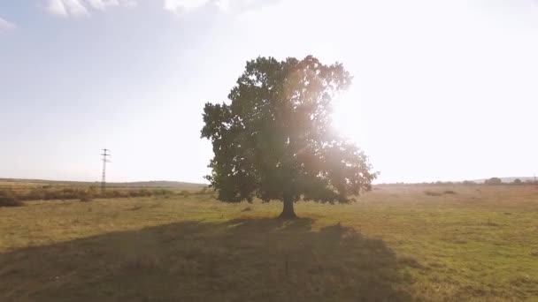 Sammer Tree bakgrundsbelyst — Stockvideo