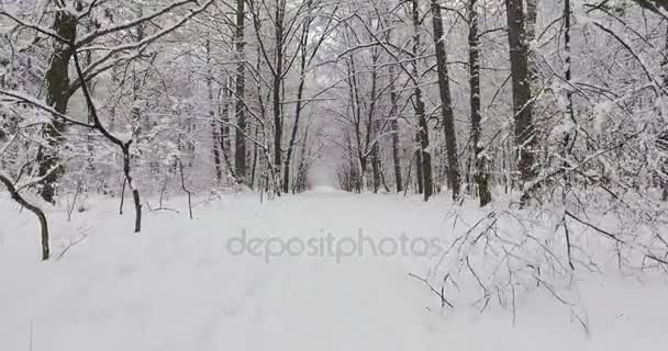 Karda kış ormanı — Stok video