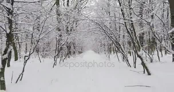 Vinterskog i snö — Stockvideo