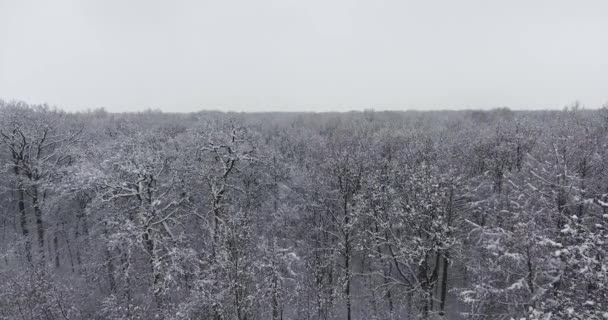 Зимний лес в снегу — стоковое видео