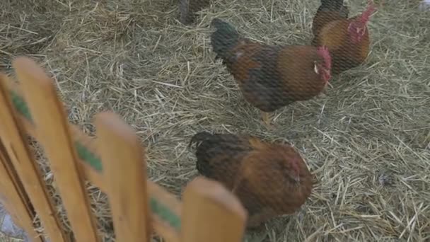 Tři domácí kuřata krmení — Stock video