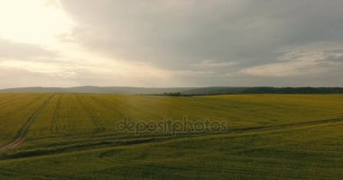 Çiçekli kanola alanıyla