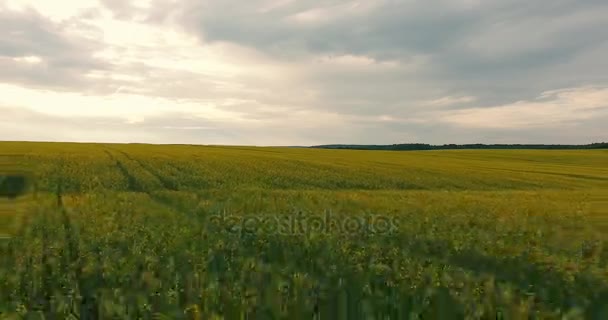 Letecký pohled na pole s kvetoucí řepky — Stock video