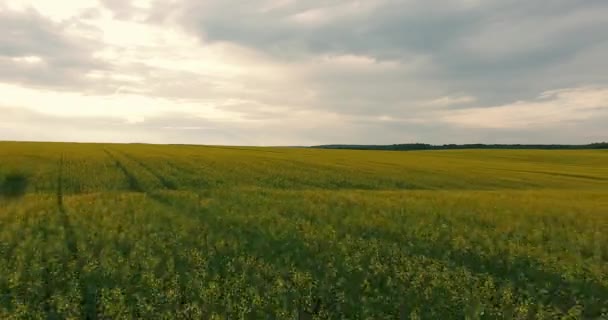 Champ Vue Aérienne Avec Du Canola En Floraison 