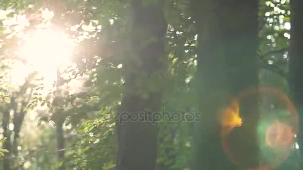 清晨的阳光在树林里 — 图库视频影像