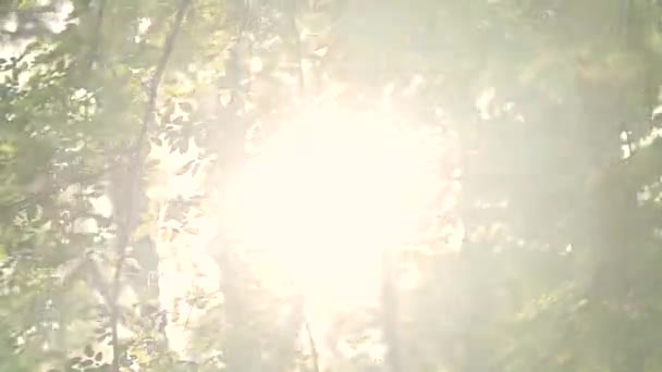 清晨的阳光在树林里 — 图库视频影像