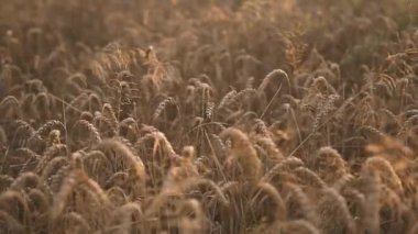 altın buğday alanları