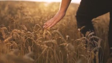 Buğday sivri günbatımında dokunmadan adam