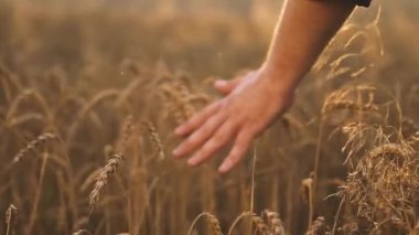Yürüyüş ve buğday sivri günbatımında dokunmadan adam