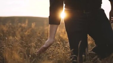 Yürüyüş ve buğday sivri günbatımında dokunmadan adam