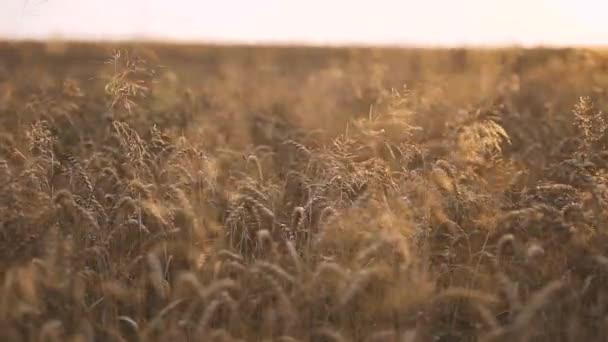 Поля золотой пшеницы созрели и готовы к сбору урожая — стоковое видео