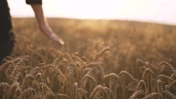 Ο άνθρωπος αγγίξει αιχμές σιτάρι στο ηλιοβασίλεμα — Αρχείο Βίντεο