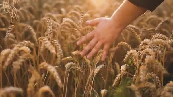 Человек ходит и трогает пшеницу — стоковое видео