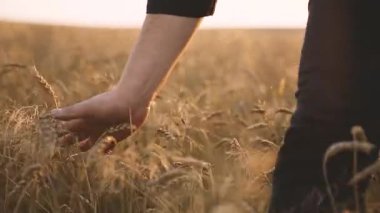 Yürüyüş ve buğday sivri günbatımında dokunmadan adam