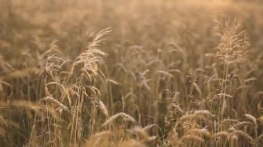 Altın buğday tarlası