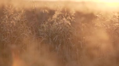 Altın buğday tarlası