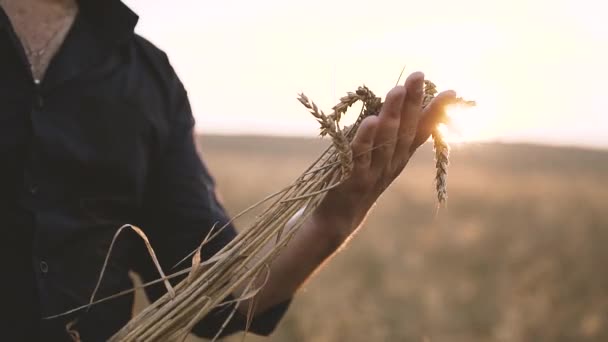 Шипы пшеницы в руках человека — стоковое видео