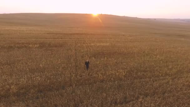 Muž procházel pšeničné pole při západu slunce — Stock video