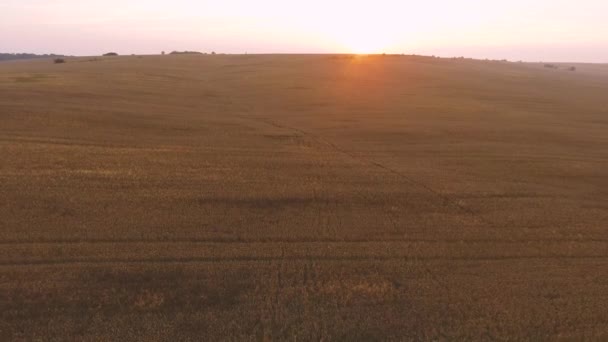 Man lopen via tarweveld bij zonsondergang — Stockvideo