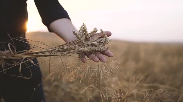 Picchi di grano nelle mani degli uomini — Video Stock