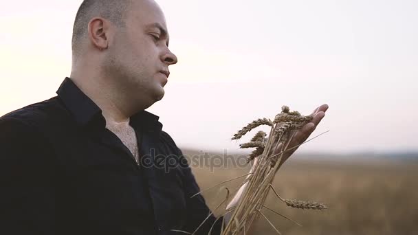 Spikes of Wheat in Mens Hands — Stock Video