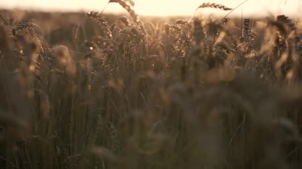 Tarwe groeien in een veld — Stockvideo