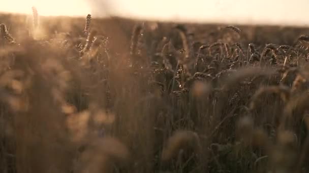 Campo de trigo dourado no vento — Vídeo de Stock