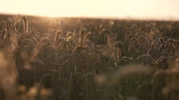 Gouden tarwe in zonlicht — Stockvideo