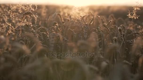 Gouden tarwe in zonlicht — Stockvideo