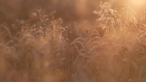 Золотое пшеничное поле — стоковое видео