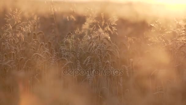 Campo de trigo dourado — Vídeo de Stock