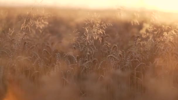 Zlaté pšeničné pole